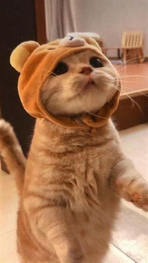 The cutest cats ever – Artofit