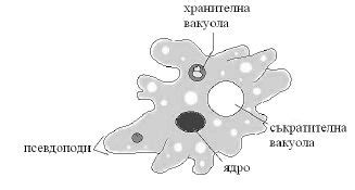 Тест по биология и здравно образование за VII кл. - МИНИСТЕРСТВО НА ...