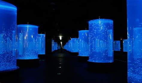 Daegu Alive Aquarium Discount Ticket - Trazy, Korea's #1 Travel Guide