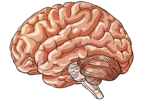 Brain PNG transparent image download, size: 923x710px