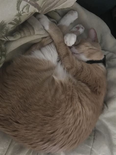 Users are debating which hugs animated gif is the cutest 7