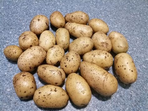 5 сортов вкусной картошки из моего погребка + новоселка и старожил ...