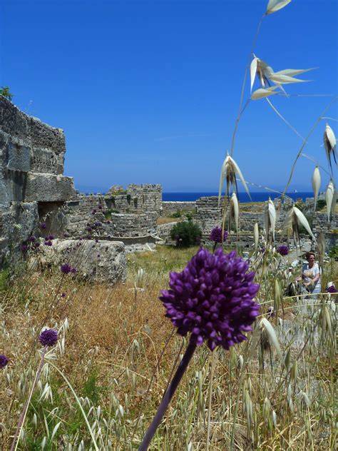 Free Images : sky, sun, antique, meadow, grain, flower, purple, wind