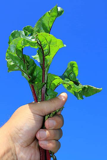 beetroot leaves background images hd pictures  wallpaper