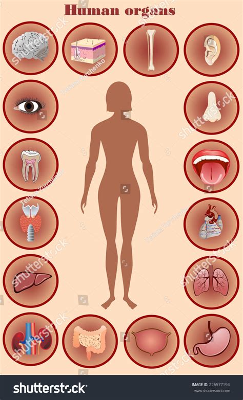 Illustration Diagram Human Anatomy Stock Vector (Royalty Free) 226577194