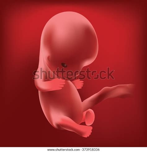 Pregnancy Fetal Growth Ultrasound Fetus Development Stock Vector ...