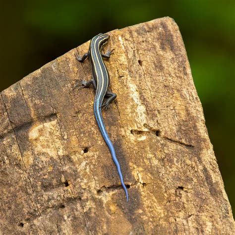 american  lined skink wheeler wildlife refuge association