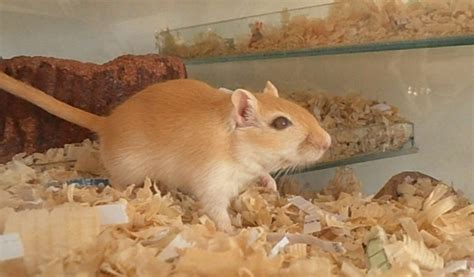 Gerbil Pictures – Rodent Zone