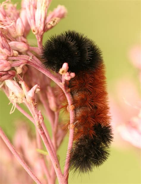 How to Keep a Black & Brown Fuzzy Caterpillar