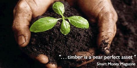 timber investment