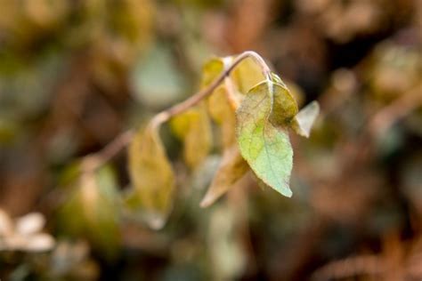 reasons    cameras auto mode shooting ideas