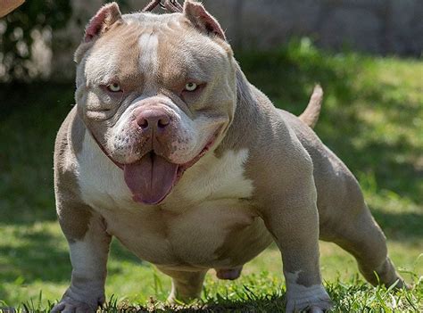 Pocket Pitbull Breed Info | NCRAOA