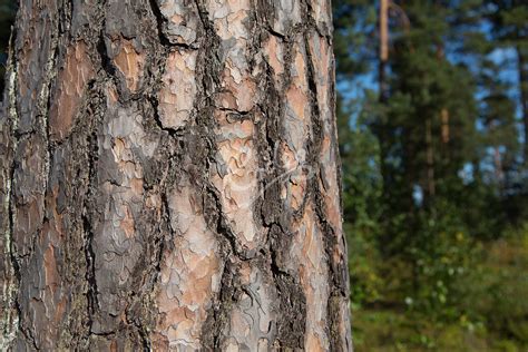 Kuvapankki Rodeo | Mänty.|||Pine tree. Suomalaisia kuvia