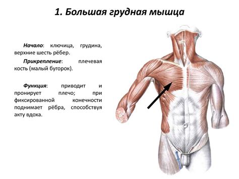 Мышцы груди - презентация онлайн