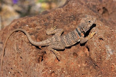 50 Animals of The Sonoran Desert (with Pictures)