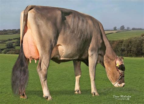 july  brown swiss international
