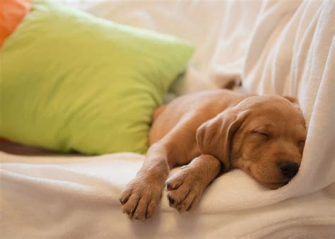 Sleeping Dog In Bed
