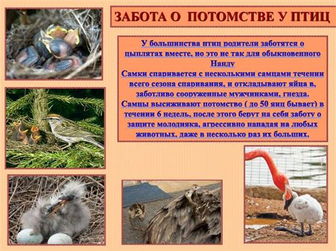 Забота о потомстве - презентация онлайн