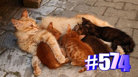 Кошки мамы и котята (часть 1)😍😘🐱 - YouTube