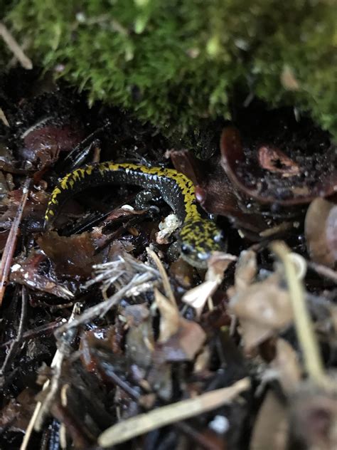 Southern Long Toed Salamander, found near Lower Sardine Lake under some