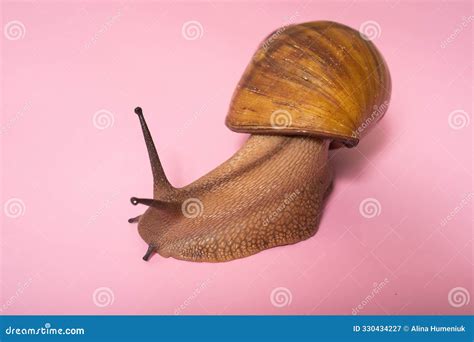 giant snail  pink background stock image image  organism