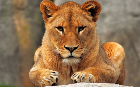 Female Lion wallpaper | 1920x1200 | #12953