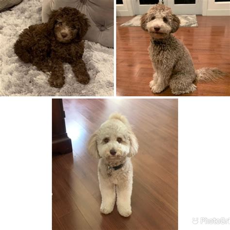Drastic color change : r/CavaPoo