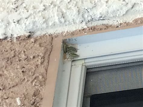 What are these weird bugs? (Carson City: 2015, house, dangerous) - Las