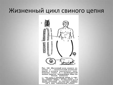 Ленточные черви - презентация онлайн
