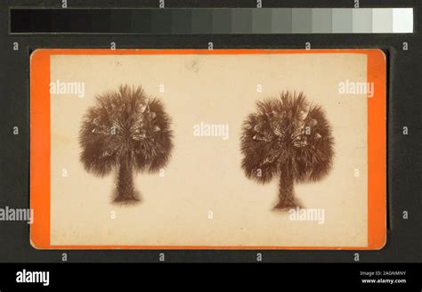 Palmetto trees Palmetto trees.; Palmetto trees Stock Photo - Alamy