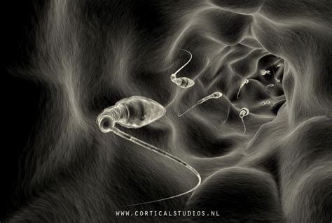 Spermatozoid | Doğa