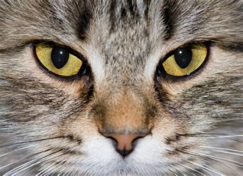 Anisocoria in Cats: Causes, Treatment, and FAQs | PetMD