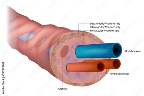 anatomy   umbilical cord cross sectional diagram  human