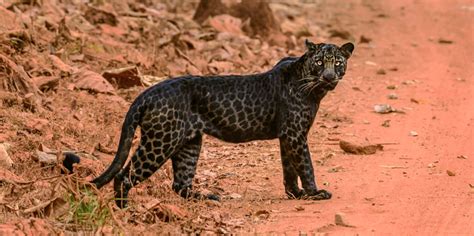 Rare Black Leopard