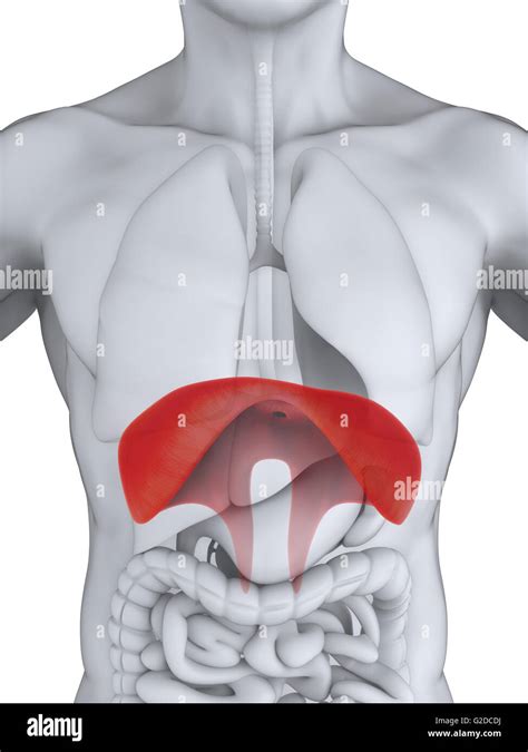 human diaphragm anatomy stock photo alamy