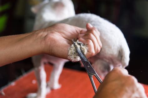 Premium Photo | A pair of scissors are being used to cut a dog's fur ...