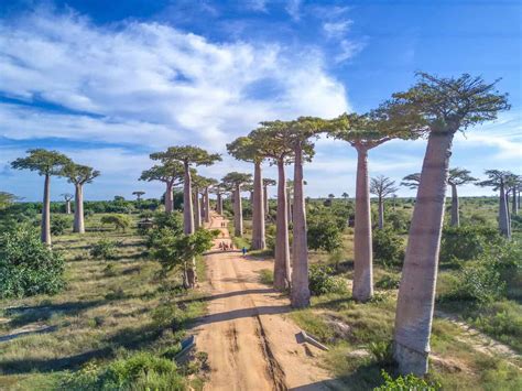 Avenue Of The Baobabs (The Legendary Avenue Of Trees)