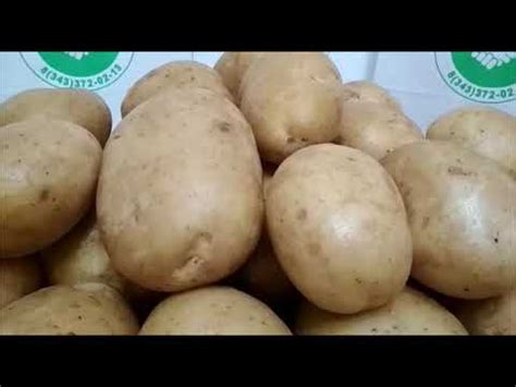 Картофель Аризона Описание Сорта Фото Отзывы – Telegraph