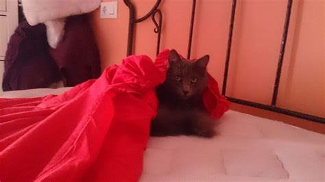 gato gatito pixabay pixabay