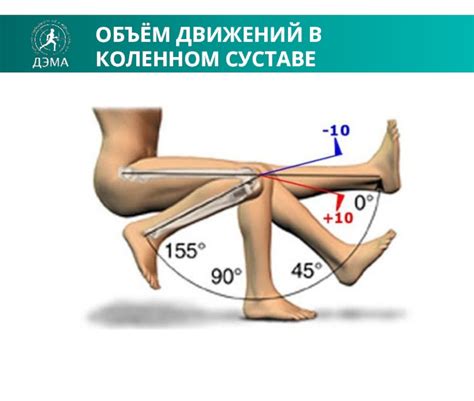 КОЛЕННЫЙ СУСТАВ презентация, доклад