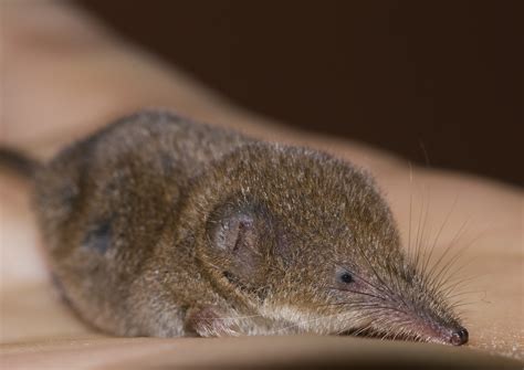 Meet the American pygmy shrew