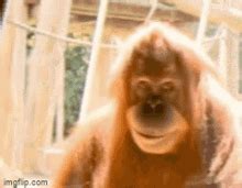 Evil Monkey GIF-ek | Tenor