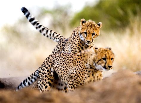 Gepard - Geschwindigkeit, Steckbrief, Bilder, Babys der Raubkatze