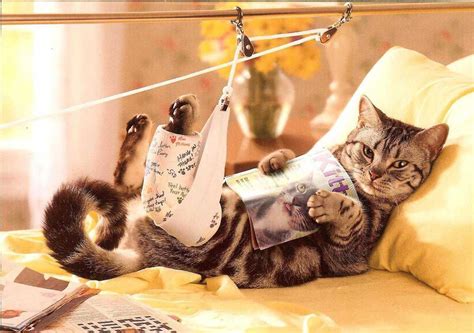 Чем кормить кота с мочекаменной болезнью кроме корма?