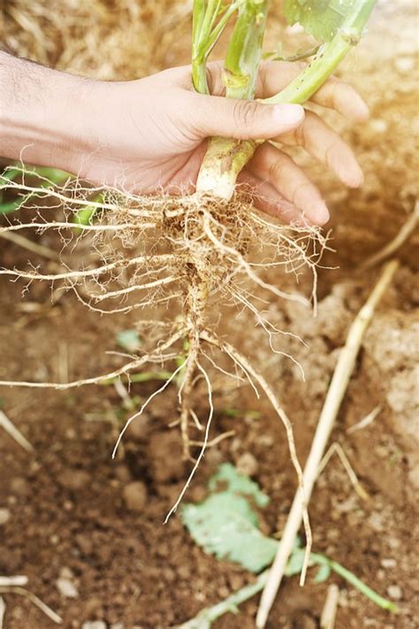 Root Garden Organic - Free photo on Pixabay - Pixabay