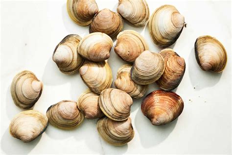 Clams And Mussels Outlet Online | www.pinnaxis.com