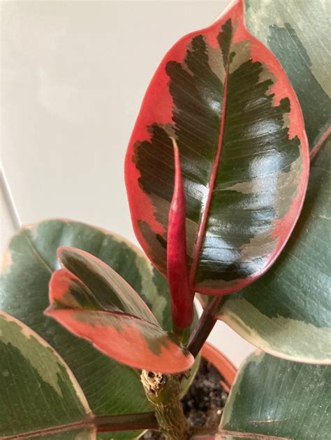 Ficus belize | Kaufen auf Ricardo