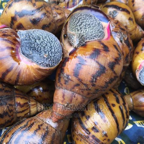 Snail - min buy - Foodie!
