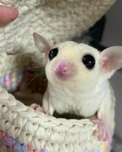 96 Pictures Of Sugar Gliders That Got Us Feeling Love | Bored Panda