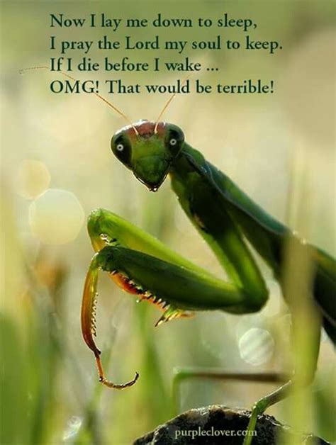 Pin by April Wine on quotes | Insect photography, Macro photography insects, Praying mantis